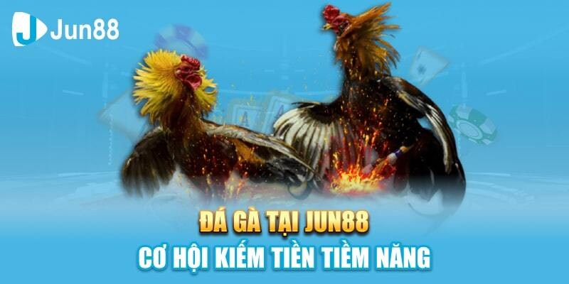 Sân chơi đá gà phong phú và hấp dẫn